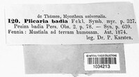 Legaliana badia image